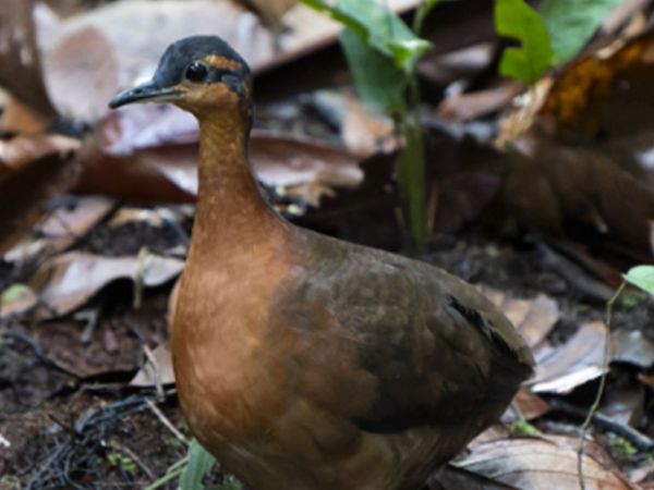 Tinamus resonans: el ave amazónica recién descubierta que ya está en peligro.