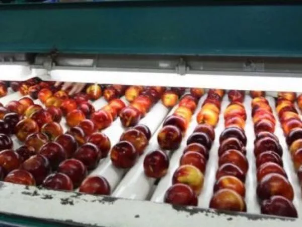 Frutas en producción