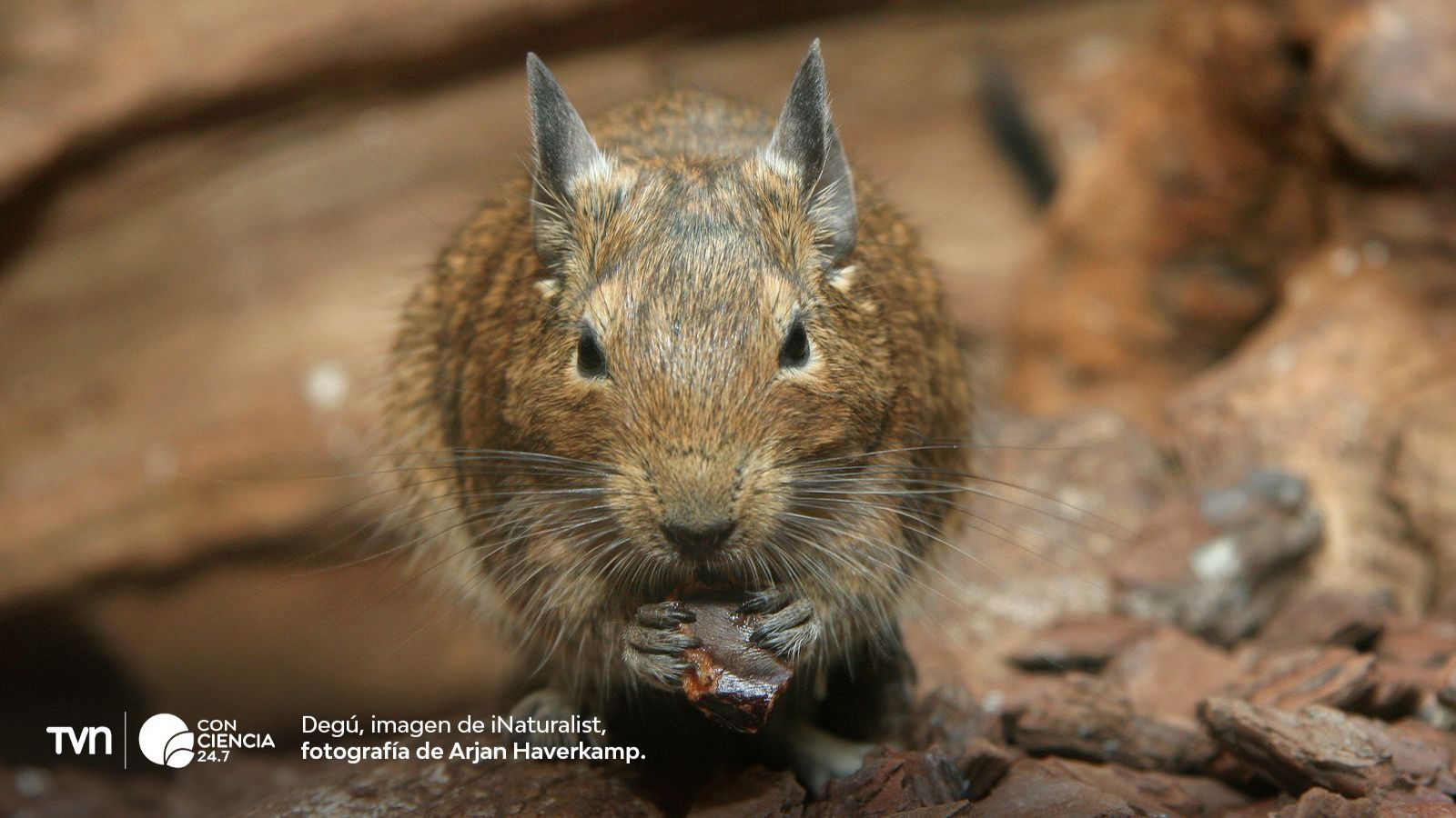 Degú chileno (Octodon degus), roedor diurno propuesto como nuevo modelo para estudiar la visión.