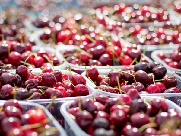 Estudio sobre mercado laboral en O'Higgins