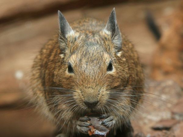 Degú chileno (Octodon degus), roedor diurno propuesto como nuevo modelo para estudiar la visión.