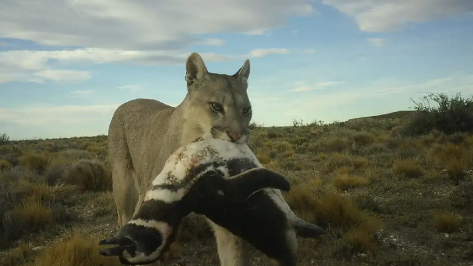 Los pumas están empezando a cazar pingüinos en la Patagonia