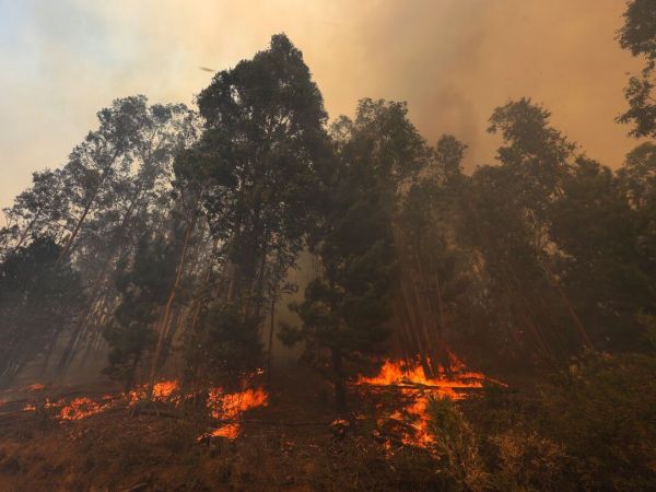Incendio forestal en Zapallar