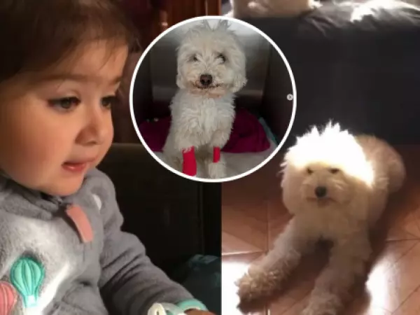 Perrita viral blanquita