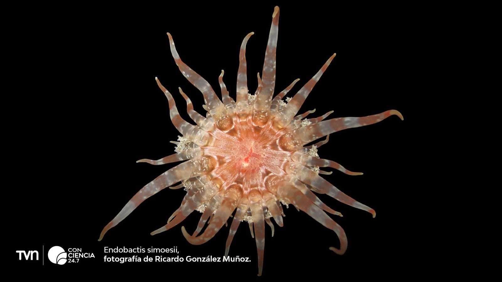 Fotografía de una Endobactis simoesii.
