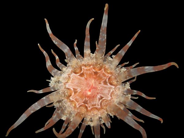 Fotografía de una Endobactis simoesii.