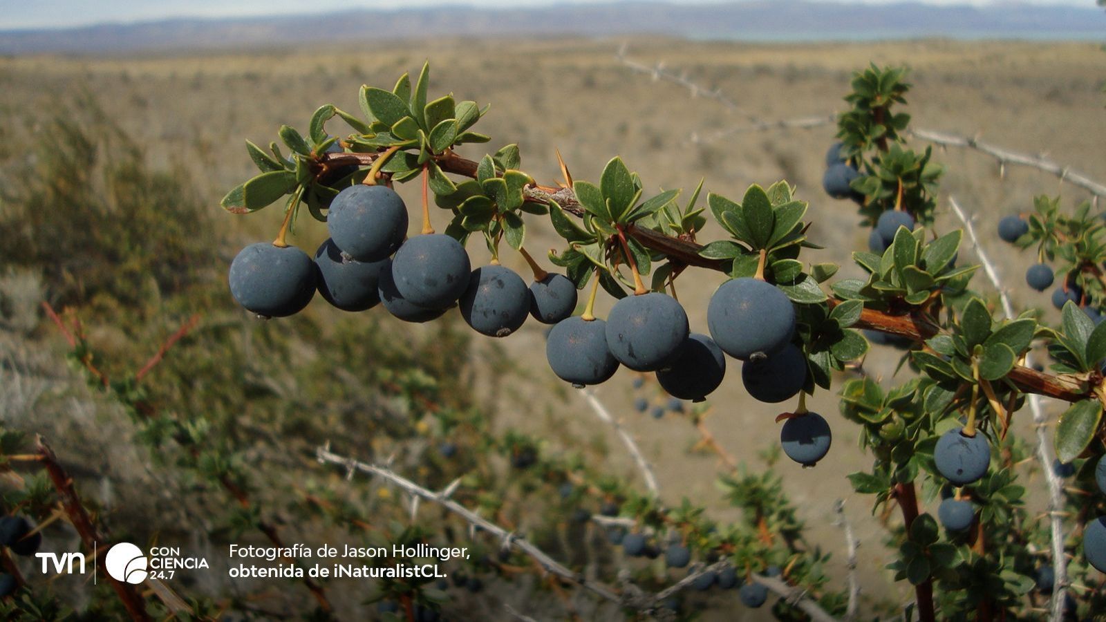 Frutos de calafate y sus subproductos, clave en nuevo estudio de la Universidad de Chile sobre antioxidantes y economía circular.