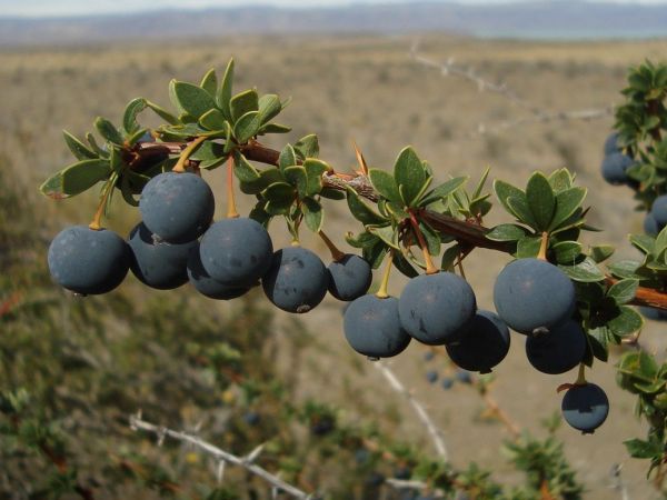 Frutos de calafate y sus subproductos, clave en nuevo estudio de la Universidad de Chile sobre antioxidantes y economía circular.