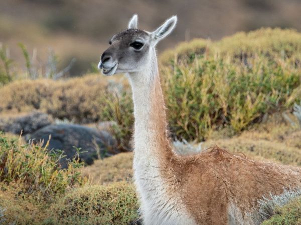 Guanacos en la estepa de Magallanes, especie nativa cuyo manejo sustentable busca impulsar un nuevo proyecto productivo en la Patagonia..