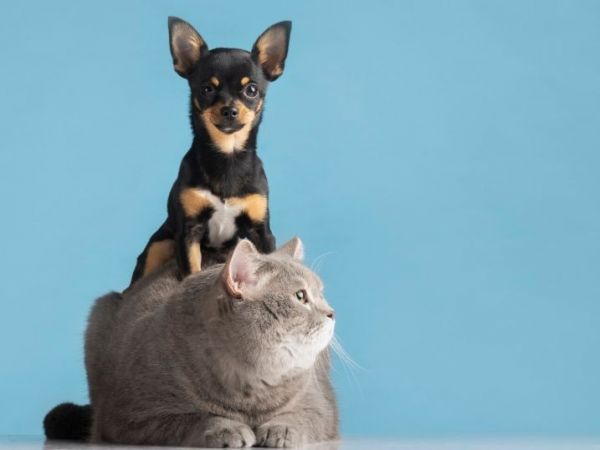 Perro y gato, mascotas