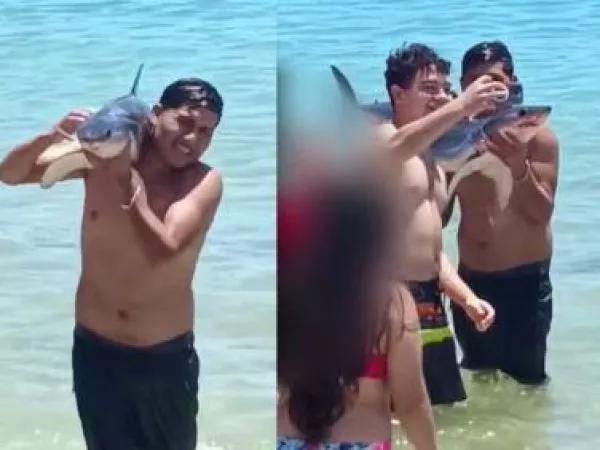 Tiburón mako murió tras inescrupuloso actuar de turistas en El Quisco