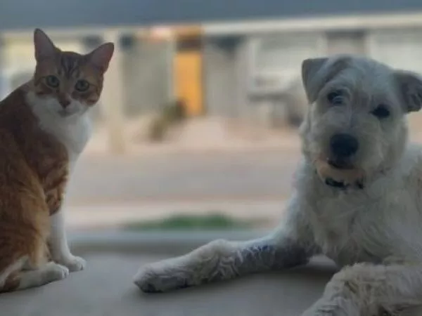 Los 10 nombres de mascotas más usados en Chile