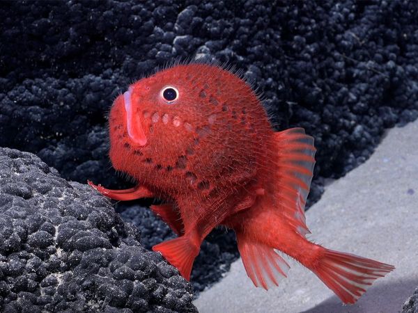 Animales de la cordillera submarina de Salas y Gómez, zona clave para la conservación de la biodiversidad marina en alta mar protegida por el Tratado BBNJ.