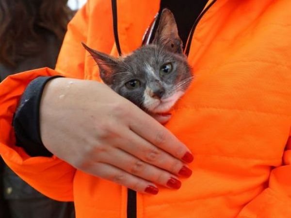 Lanzan sitio web para buscar mascotas perdidas en incendios forestales en Biobío y Ñuble