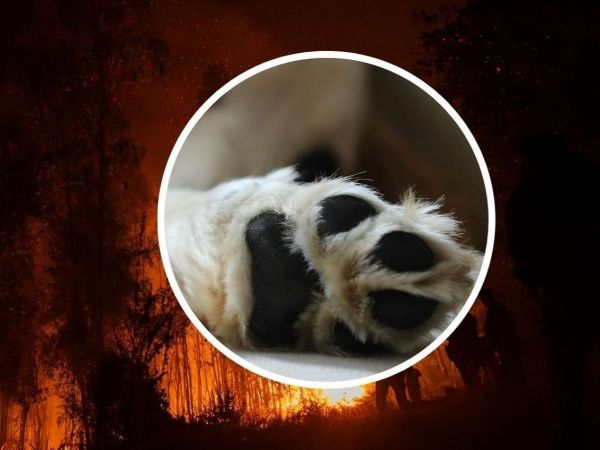 Relato de hombre que perdió sus seis perros