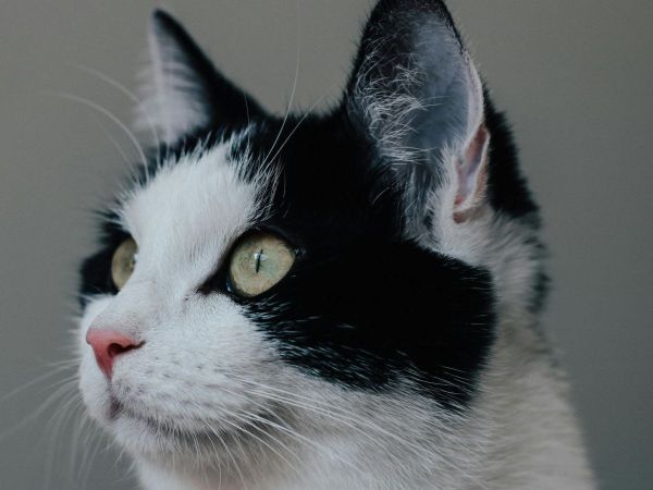 Gato. Foto referencial.