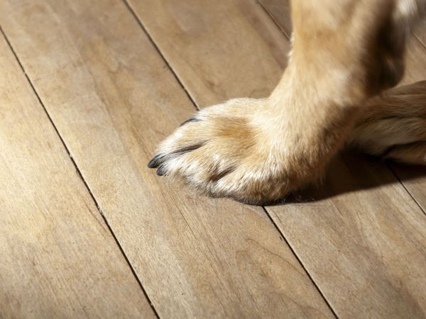 Captan a hombre ahogando a cachorros en un balde