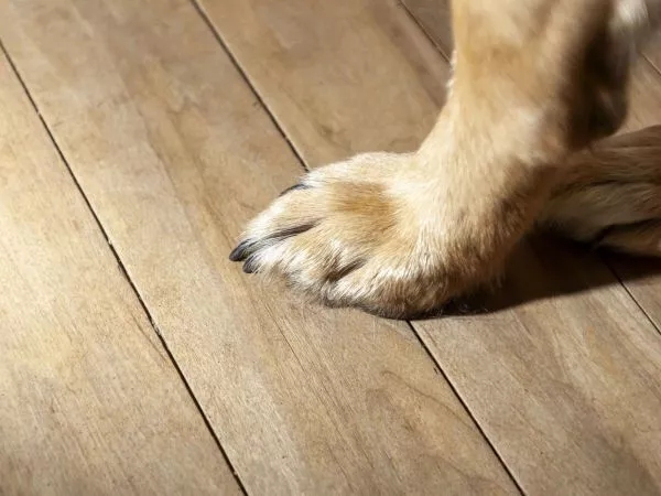 Captan a hombre ahogando a cachorros en un balde