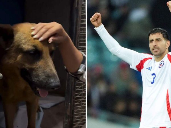 Pastorcito, perro que su familia rechazó tras los incendios, y Guillermo Maripán jugando por la Selección Chilena