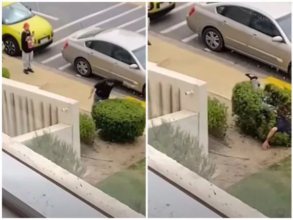 Sujeto se graba dañando arbusto en Concón.