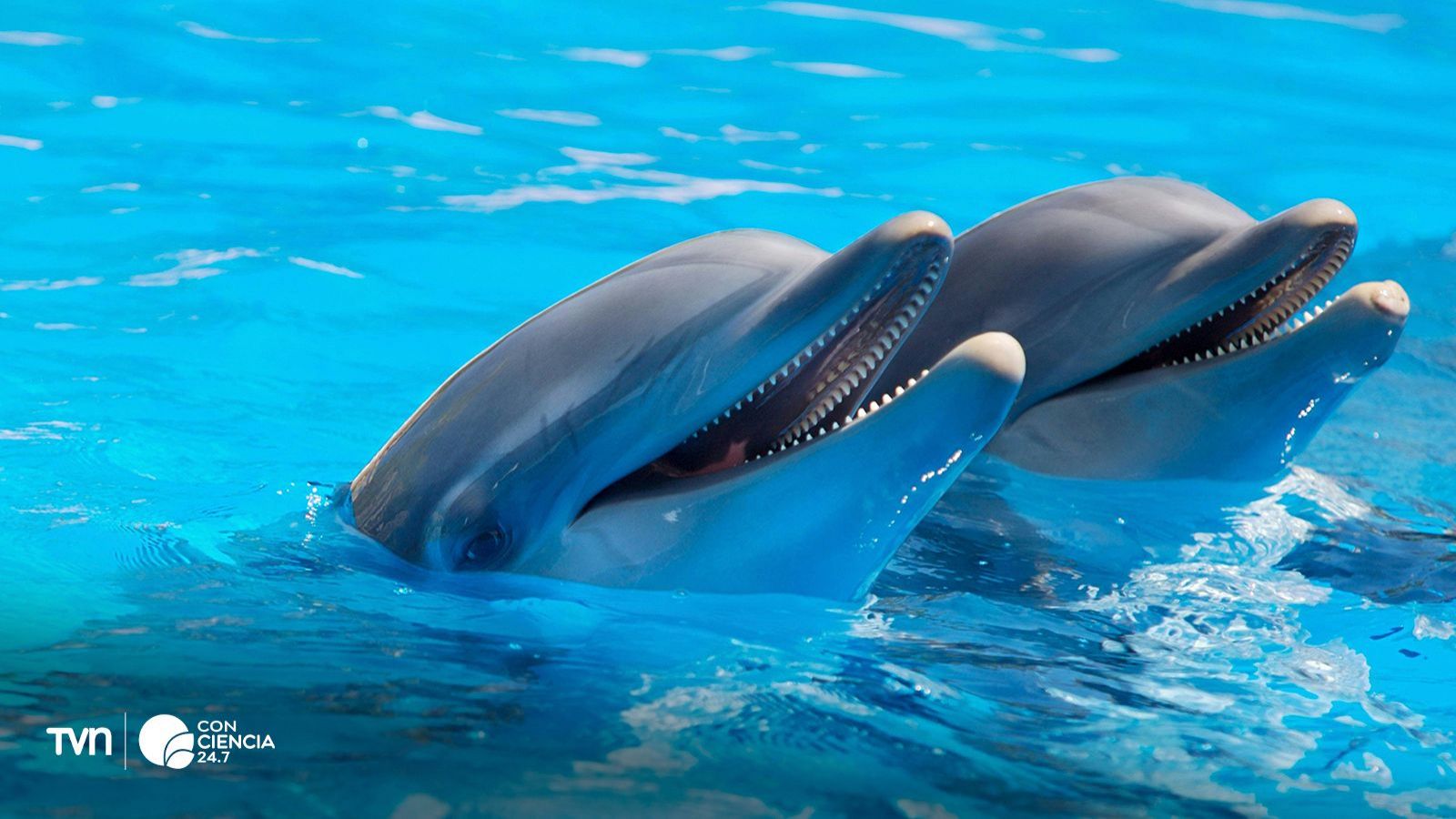 Animales siendo felices.