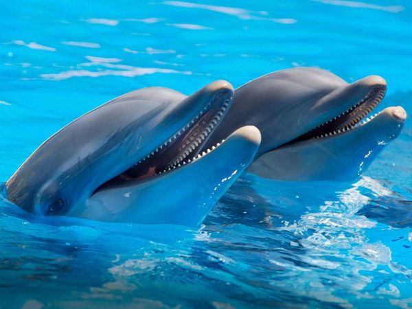 Animales siendo felices.