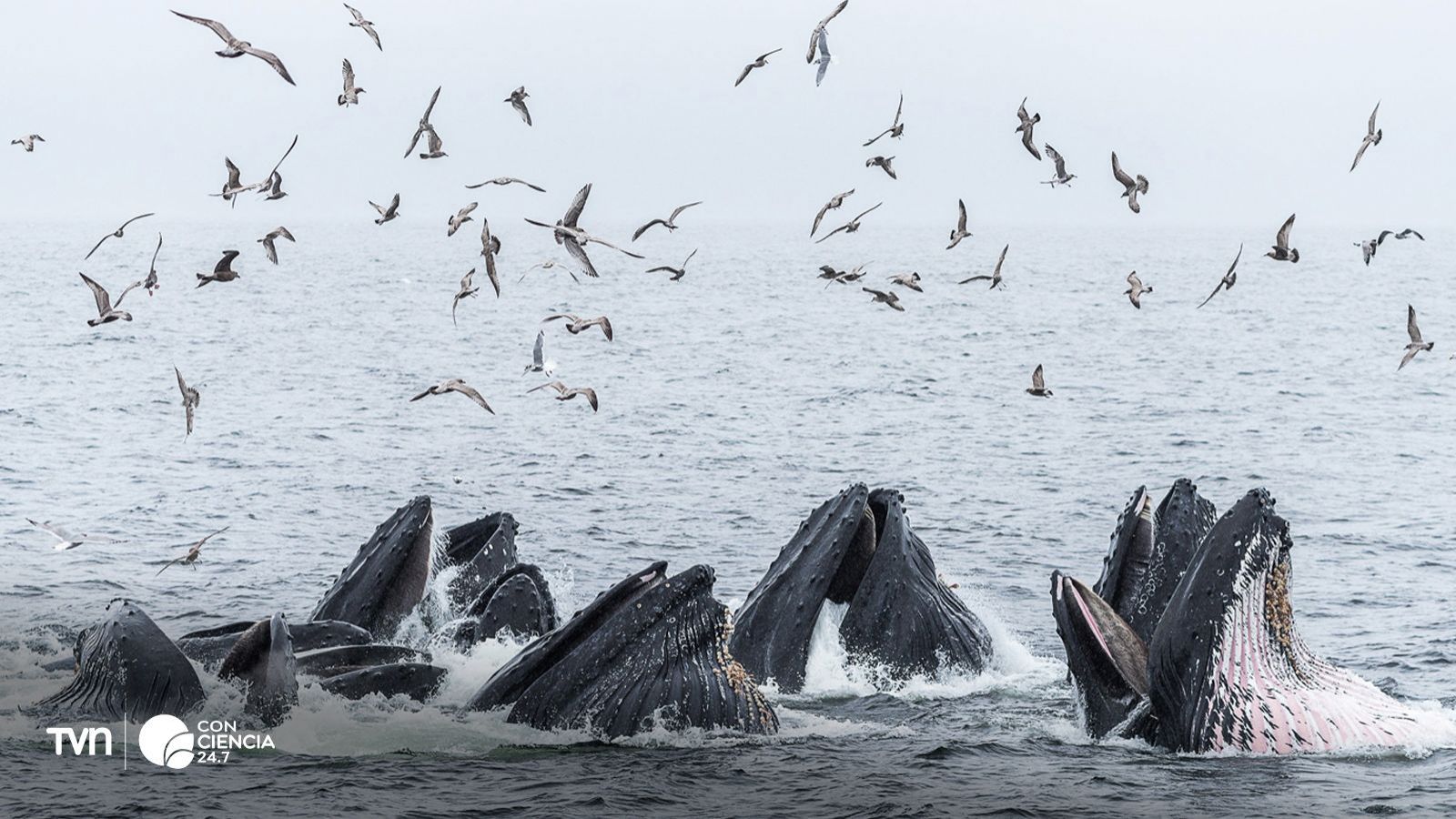 Ballena jorobada cazando en grupo.