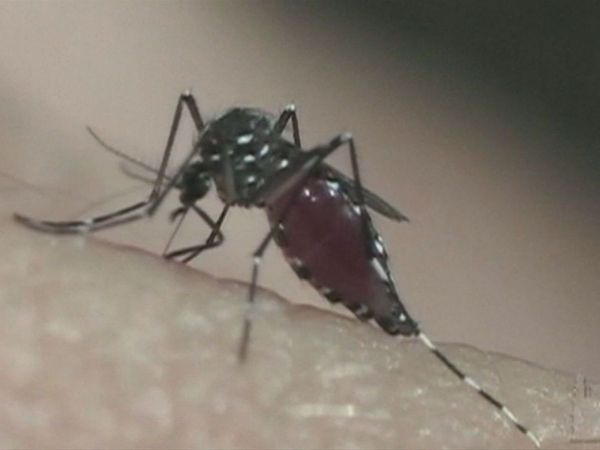 Mosquito Aedes Aegypti