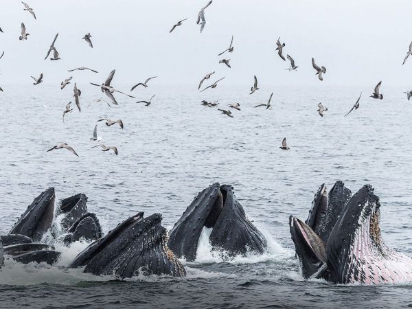 Ballena jorobada cazando en grupo.