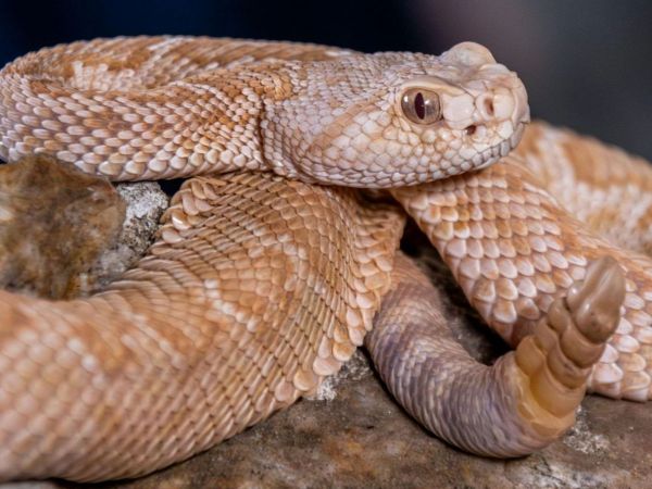 Serpiente cascabel. Foto referencial.