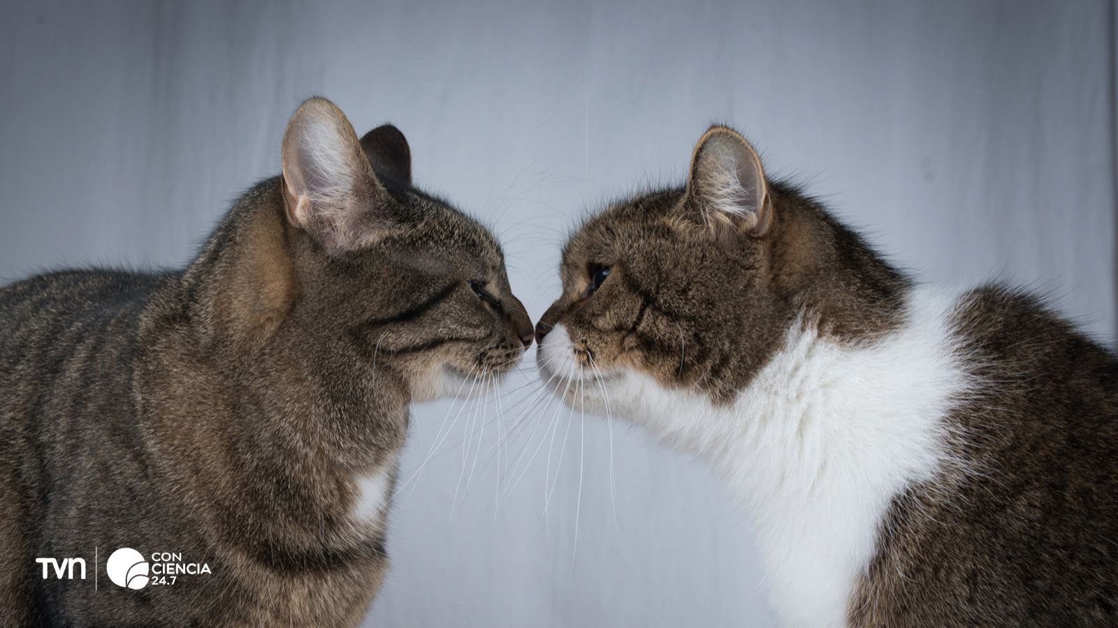 Mamíferos se tocan nariz con nariz.