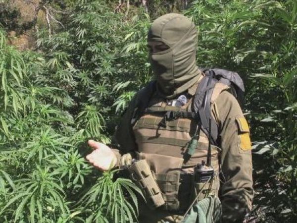La lucha contra el narco y las plantaciones de marihuana