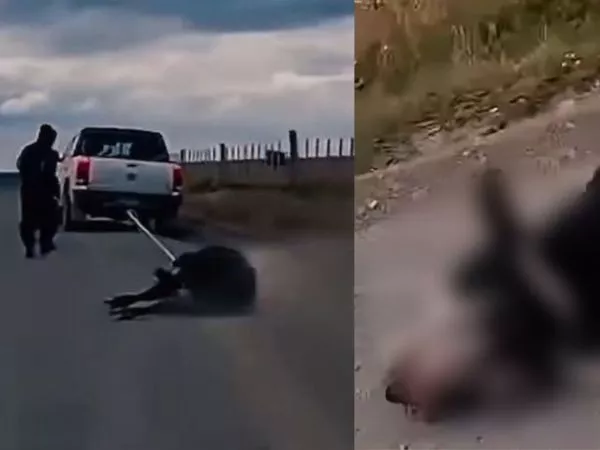 INDIGNANTE maltrato animal en Magallanes: vaca fue arrastrada por camioneta