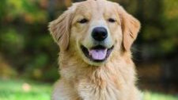 asesinato drako salamanca