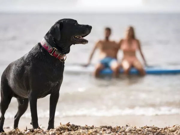 ¿Se puede ir con perros a la playa en Chile?: Especialista responde