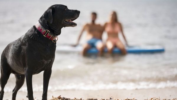 ¿Se puede ir con perros a la playa en Chile?: Especialista responde