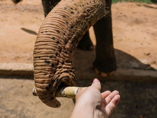 Bigotes de elefante de cerca.