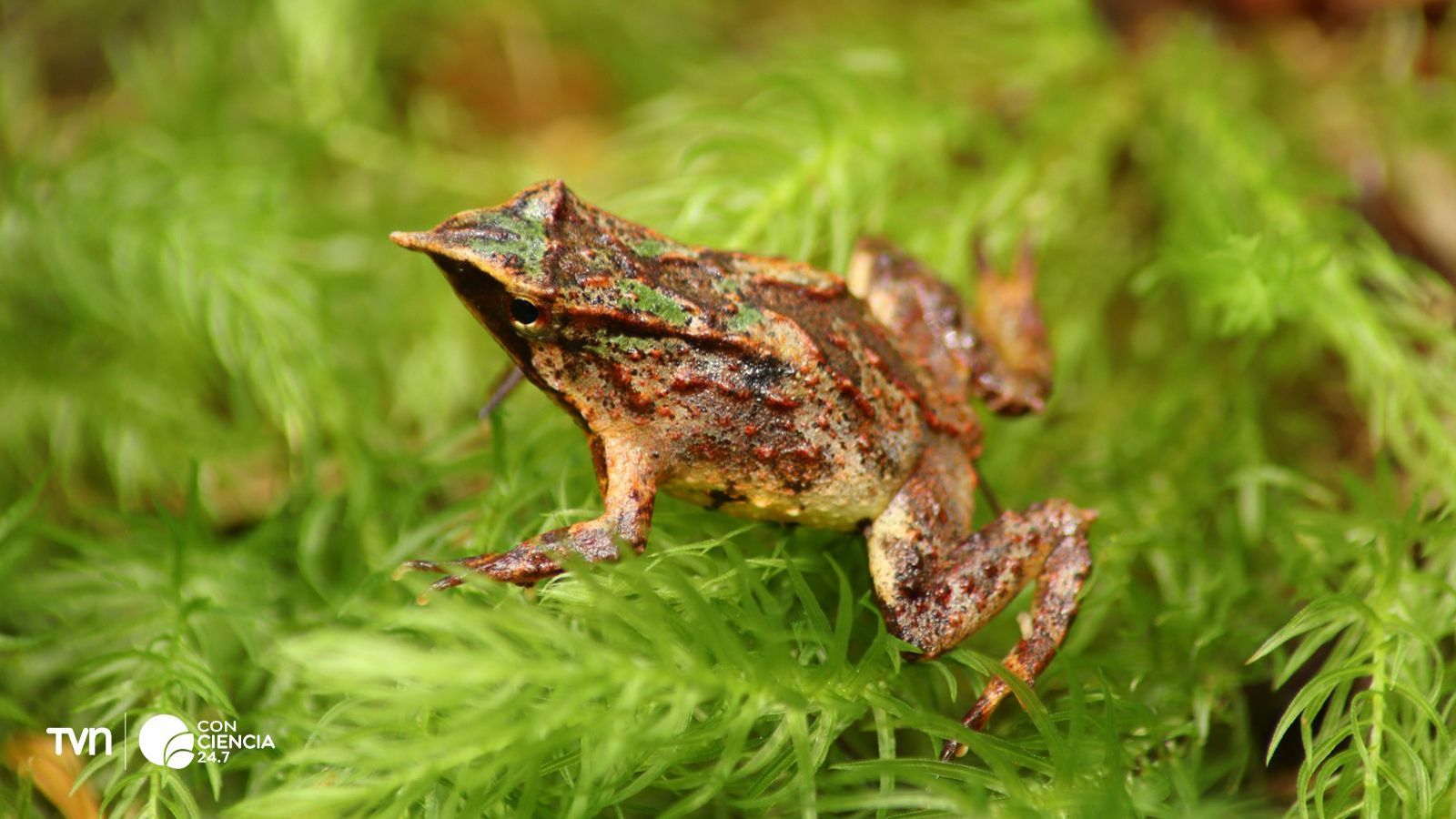 Ranita de Darwin en Chiloé.