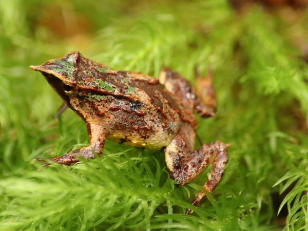 Ranita de Darwin en Chiloé.