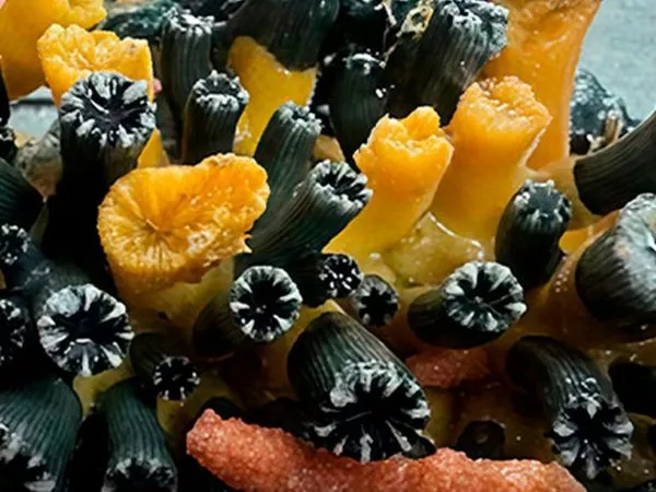 Redescubren coral crítico en arrecifes profundos.