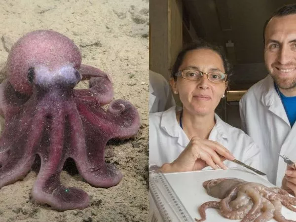 Cientìficos de la UNAB descubren una nueva especie de pulpo que amplía la biodiversidad del Pacífico suroriental.