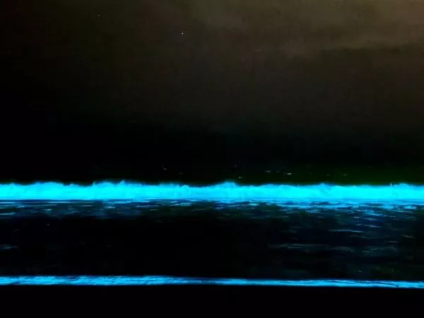 Bioluminiscencia