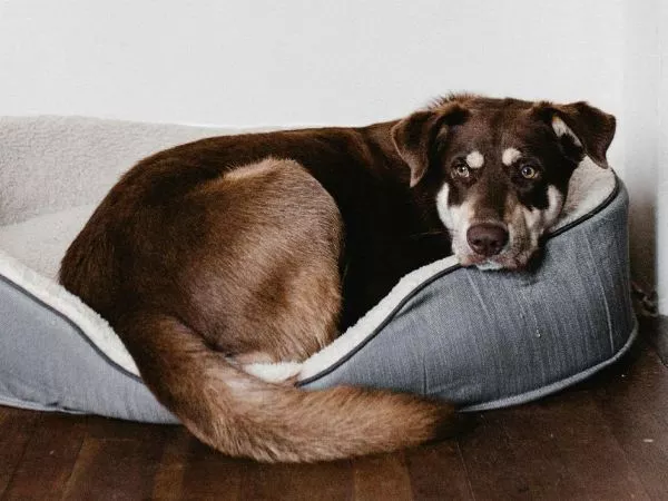 Perro adentro de la casa.