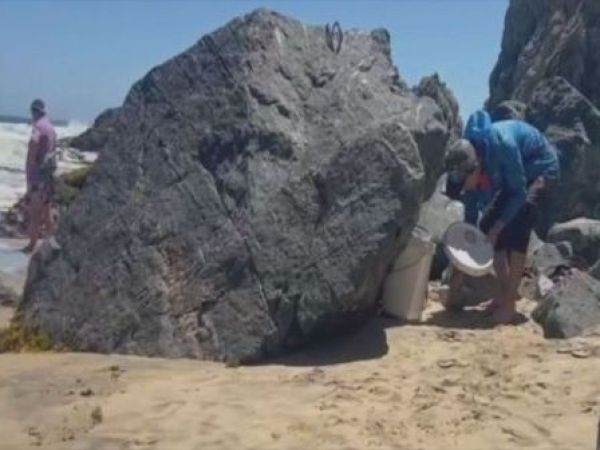 Robo de locos y erizos en áreas de manejo de Quintay