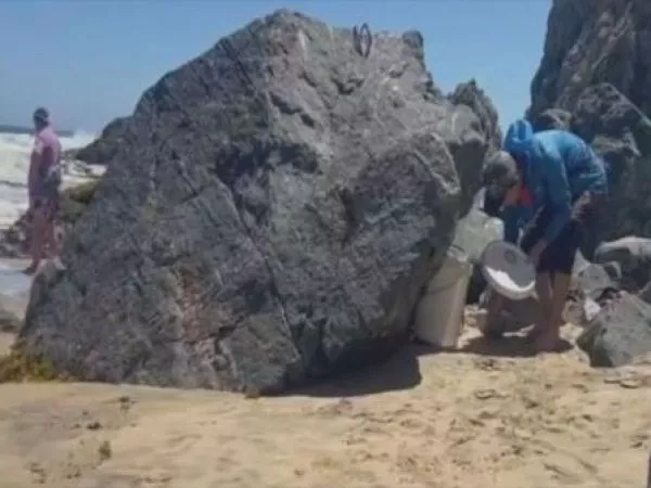 Robo de locos y erizos en áreas de manejo de Quintay