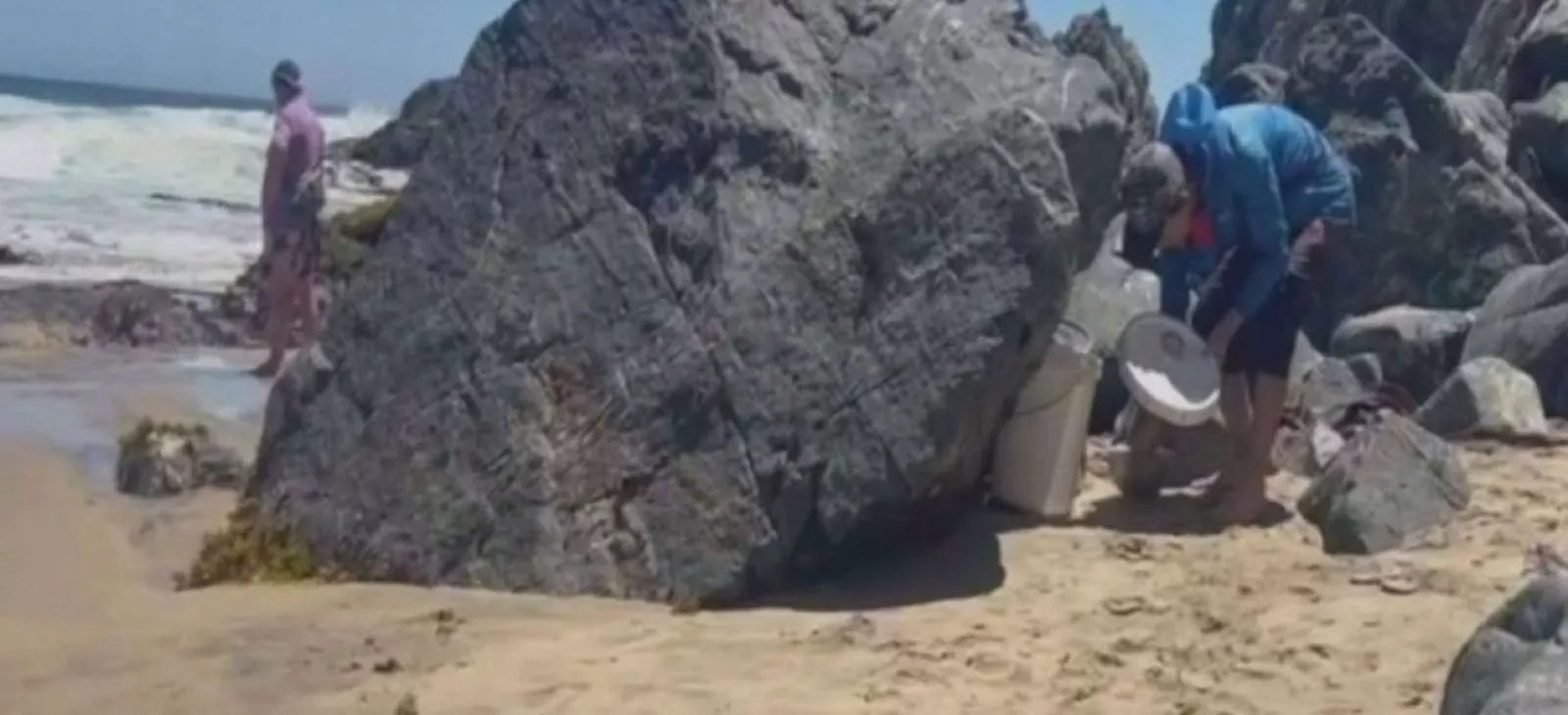 Robo de locos y erizos en áreas de manejo de Quintay