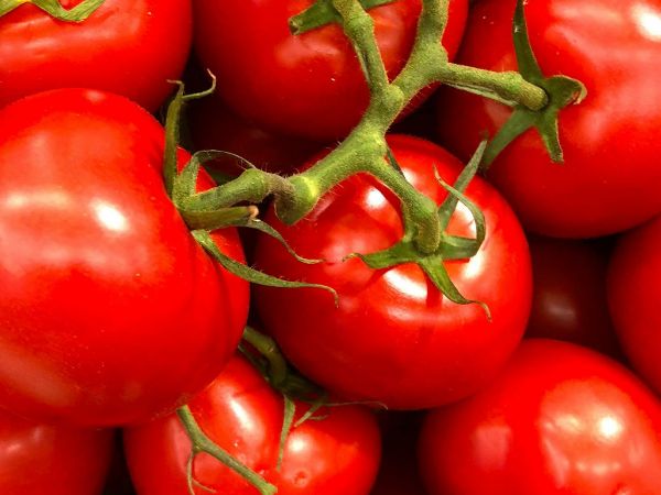 Tomate editado con CRISPR logra aroma a palomitas.