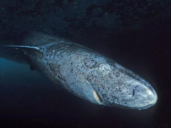 Tiburón de Groenlandia.