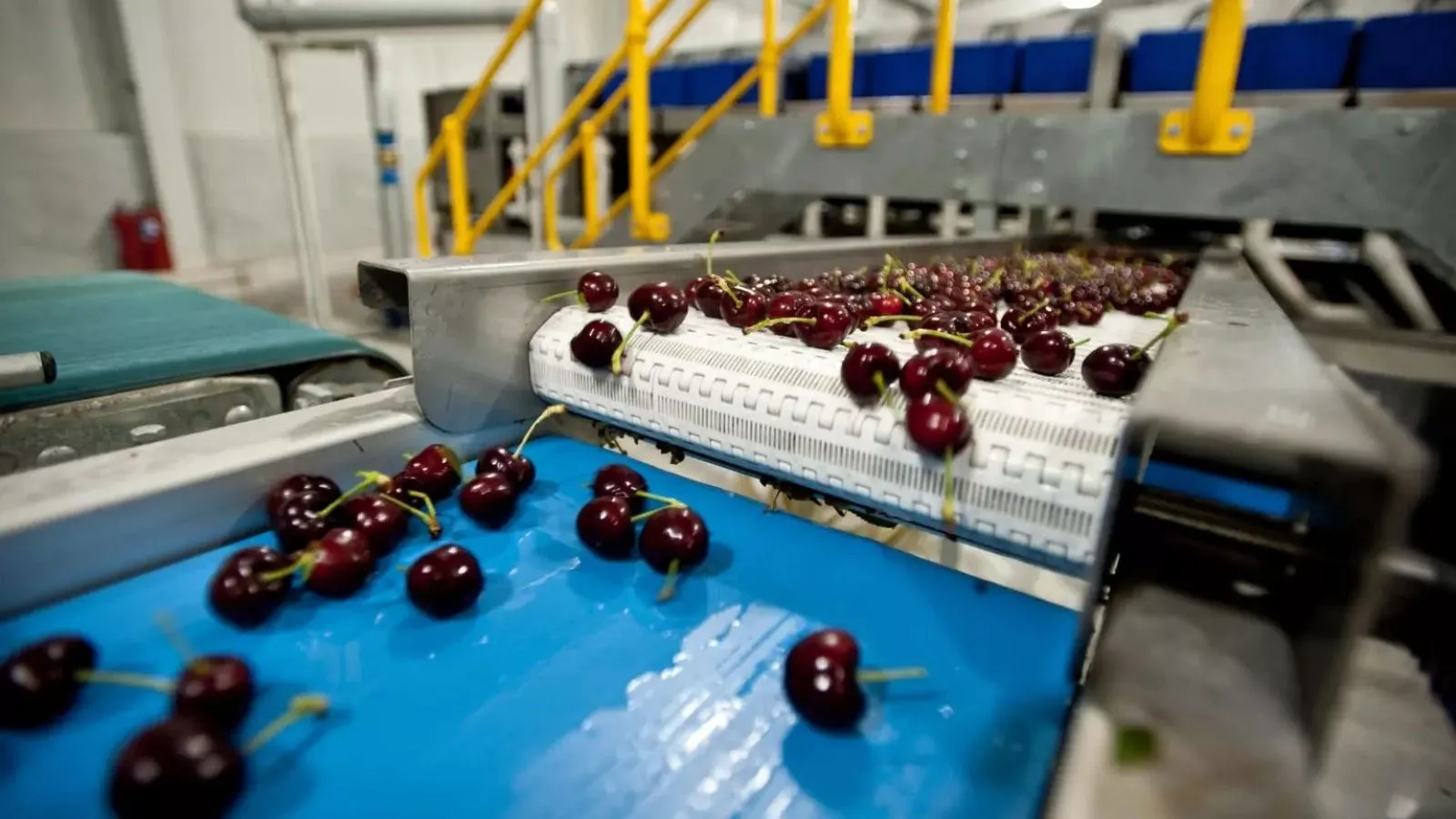 Los 6 productos chilenos que son furor en el mundo