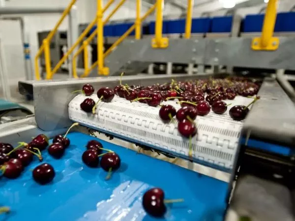 Los 6 productos chilenos que son furor en el mundo